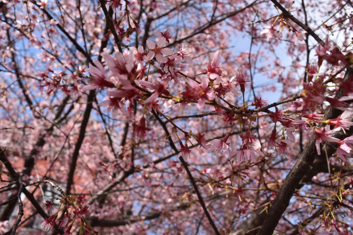 The Story Behind the Flavors of Spring