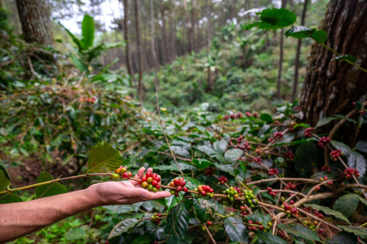 coffee-beans-origins